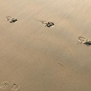 Meet your Posher, Sim